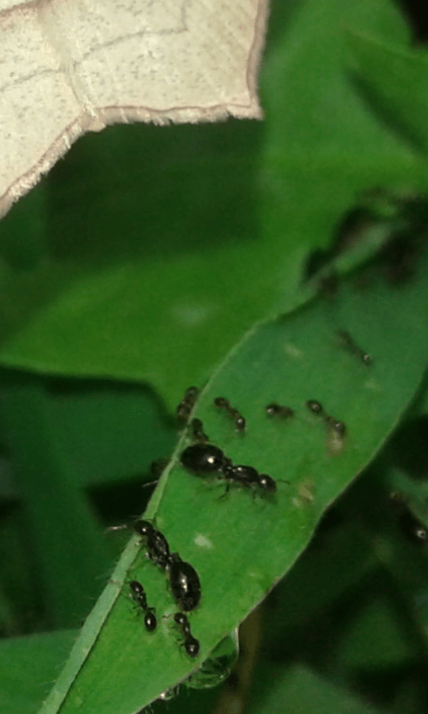 Formicidae:  Monomorium sp.